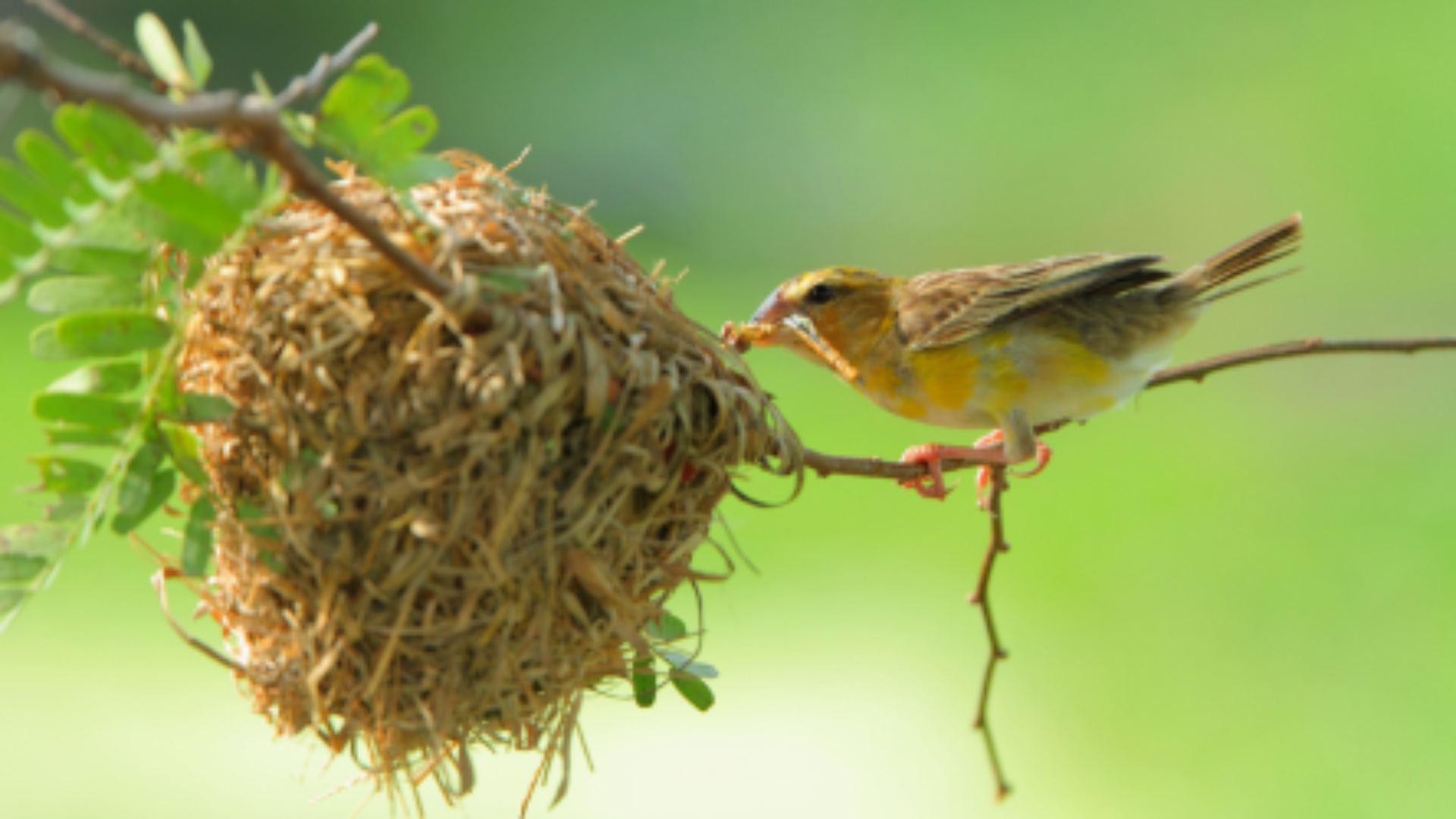 Birds bringing us back down to earth