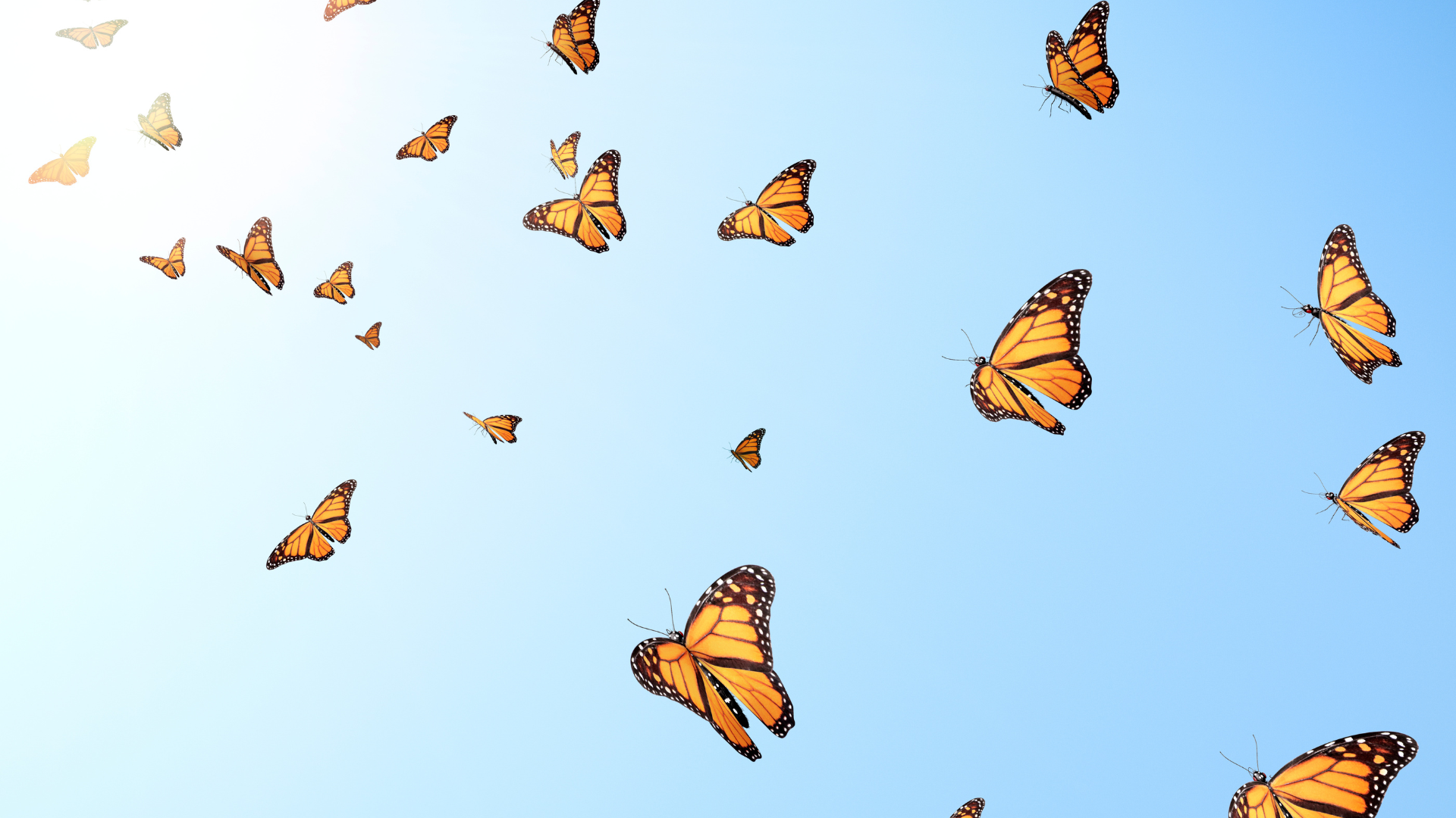 Butterflies and Swords