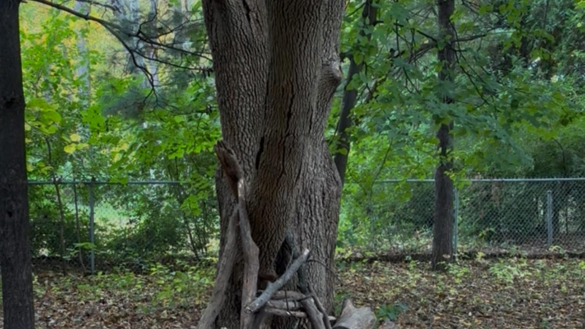 Trees as Mirrors of the Soul